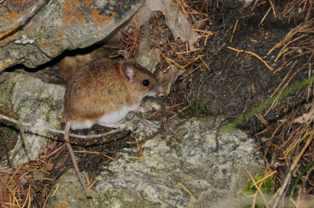 Mountain Mouse Mouse in northern Pakistan