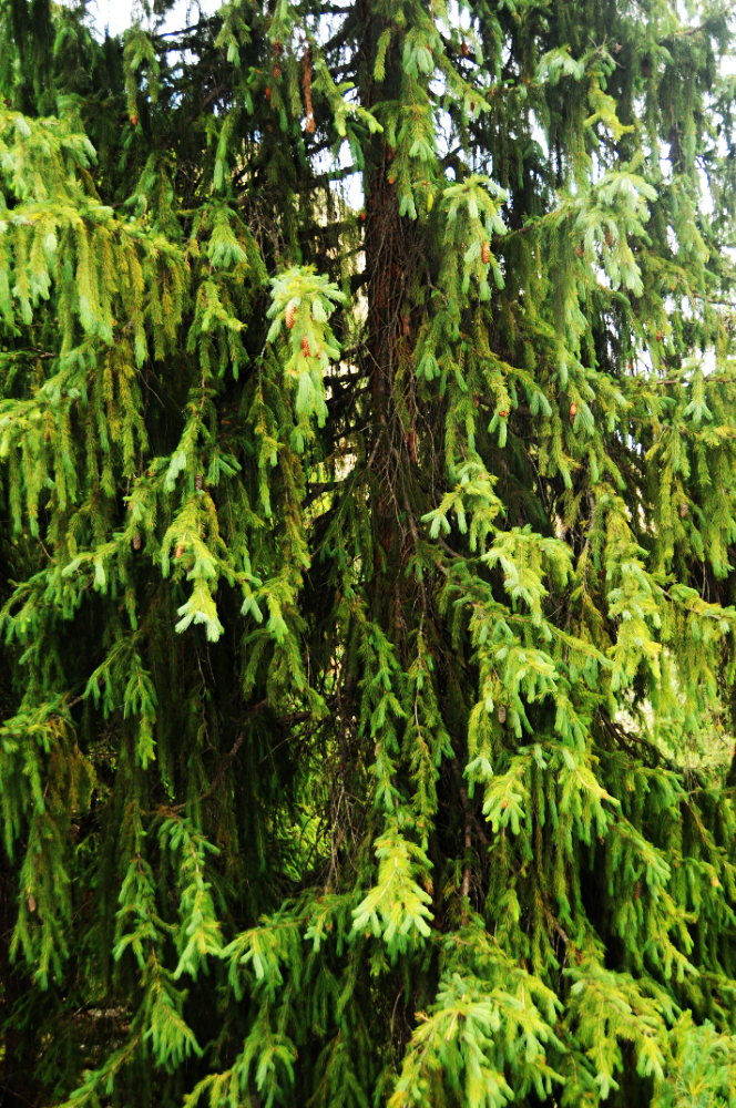 Mountain Forest Evergreen tree in northern Pakistan
