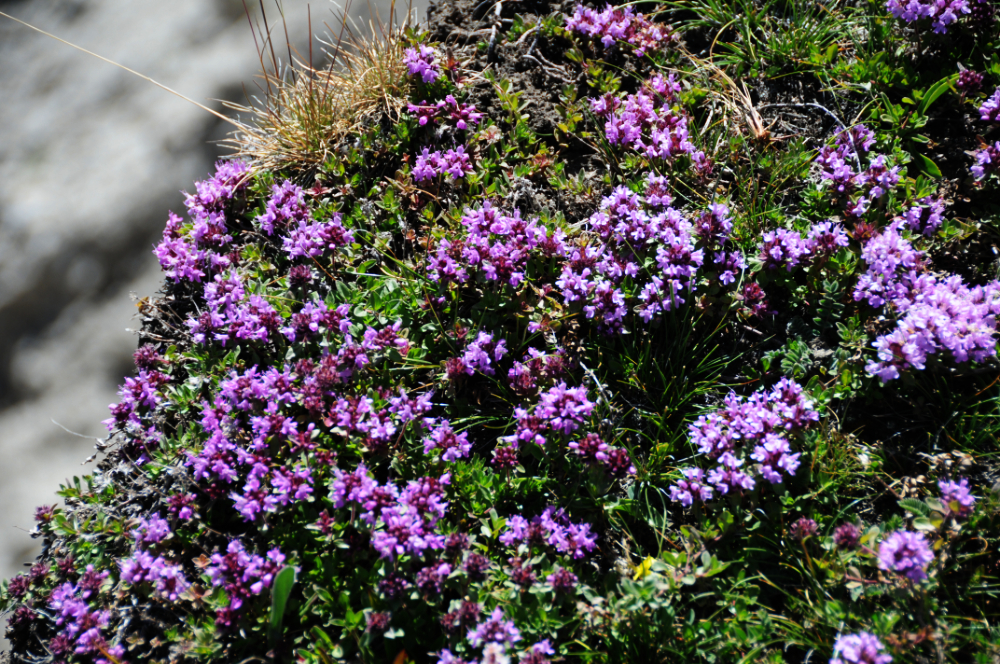 Fairy Meadows Flowers Wildflowers in northern Pakistan