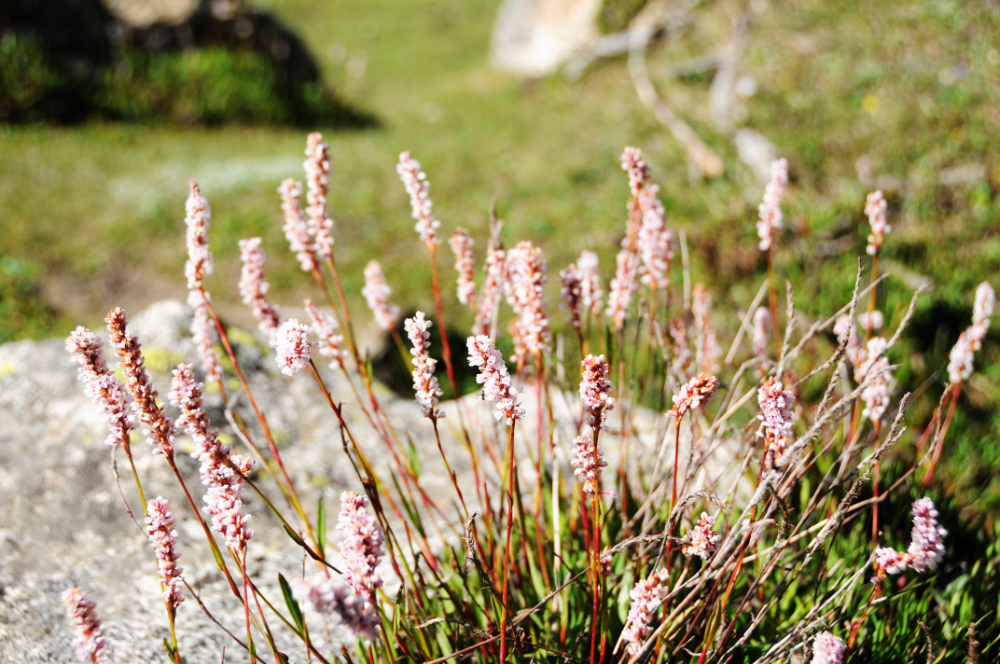 Fairy Meadows Flowers Alpine flowers at Fairy Meadows Pakistan