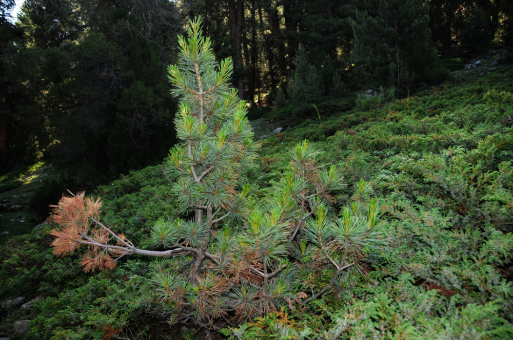 Mountain Forest Evergreen forest near Fairy Meadows Pakistan