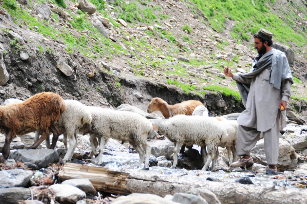 Shepherd Shepherd in the mountains of northern Pakistan