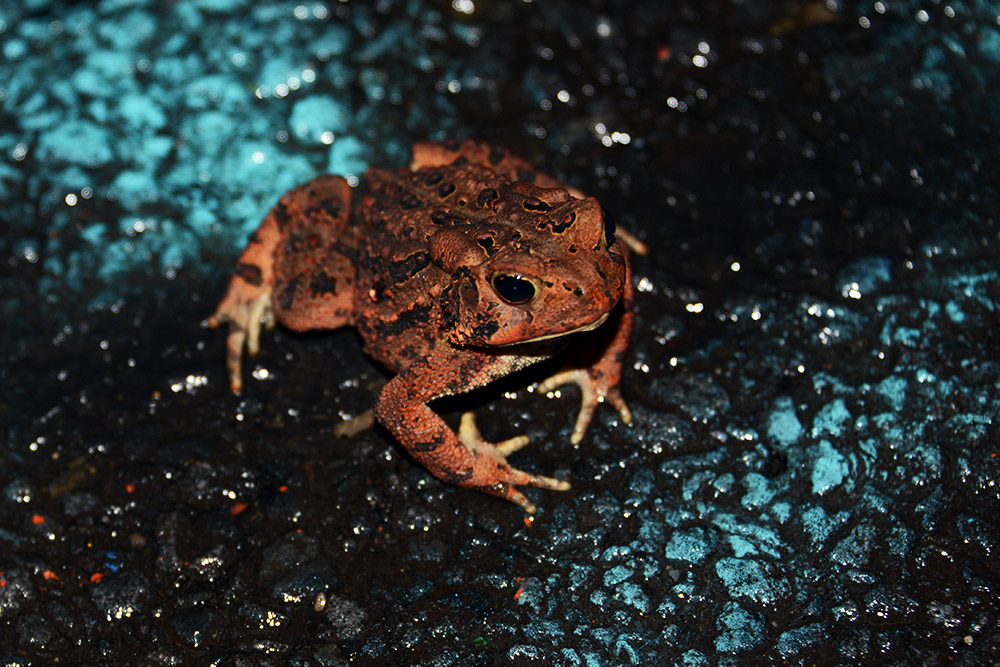Toad on Centralia Graffiti Highway