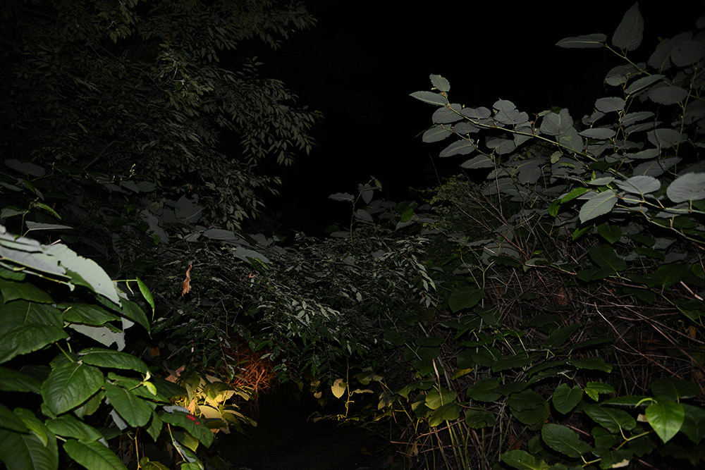 Vegetation covering an abandoned road in Centralia