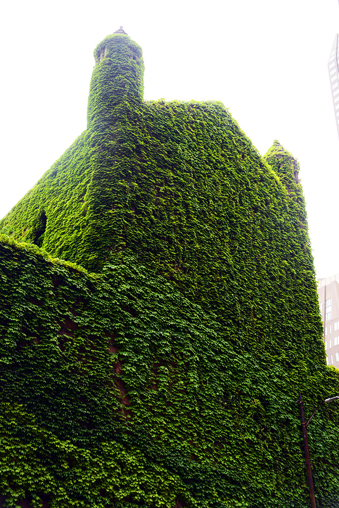 Ivy-covered building in Pittsburgh
