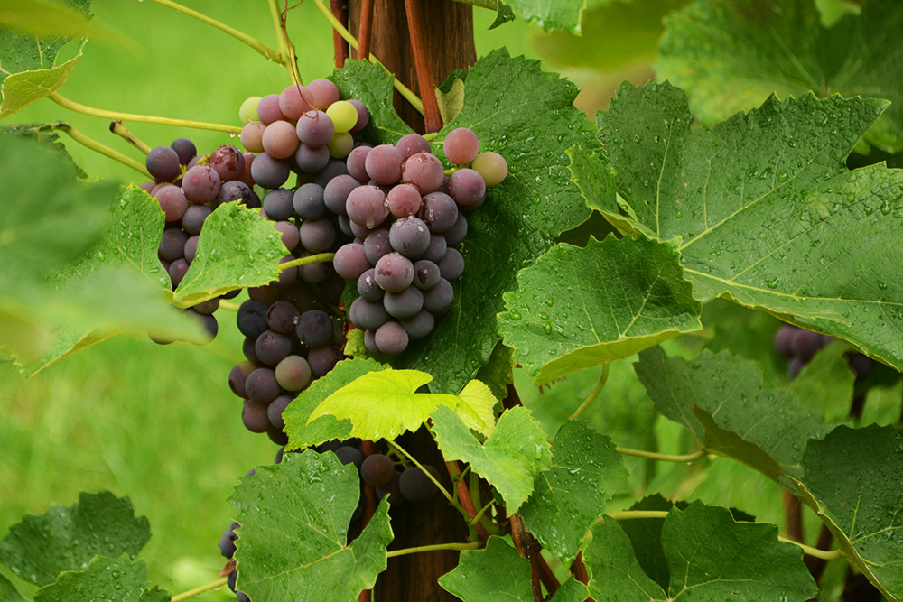 Grapes growing at Wawel Castle