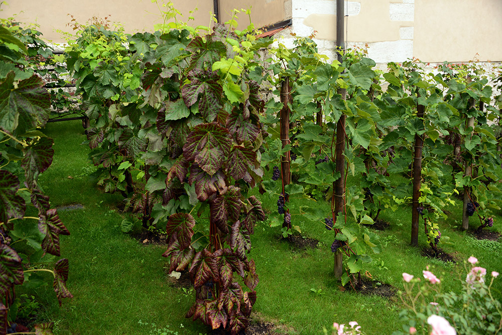 Vineyard on Wawel Hill in Krakow