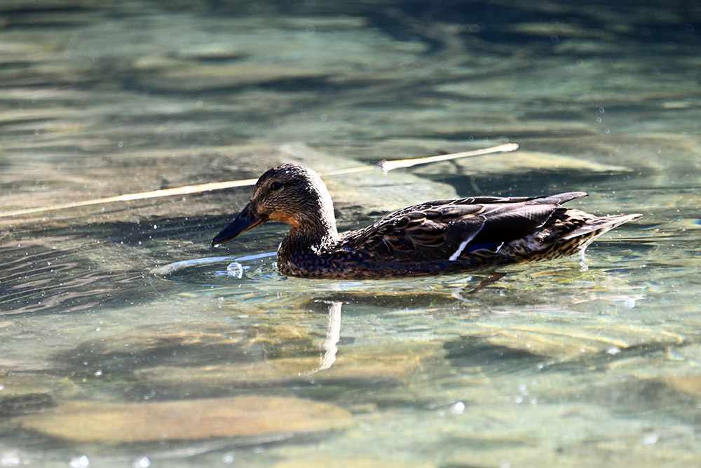 Duck on a lake in the Tatra Mountains
