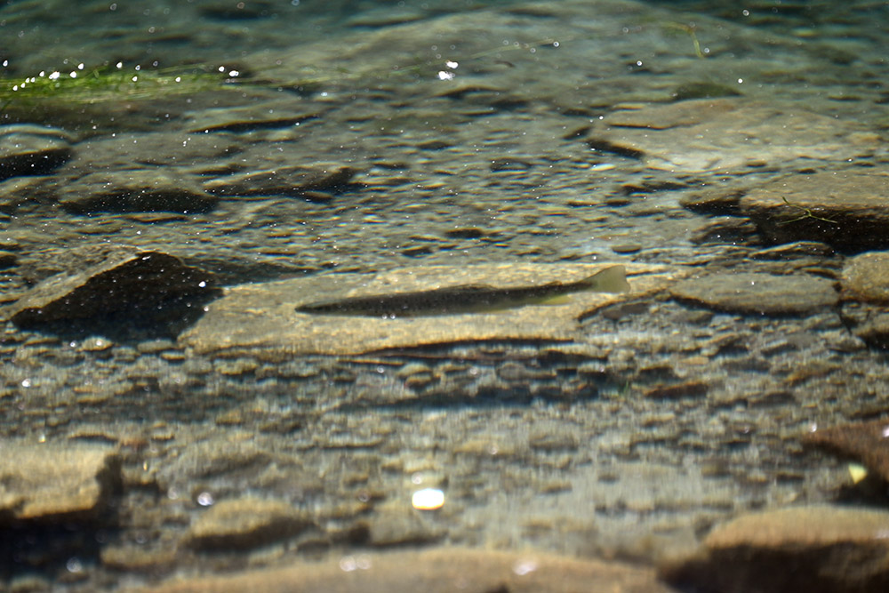 Fish in a mountain lake in the Polish Tatras