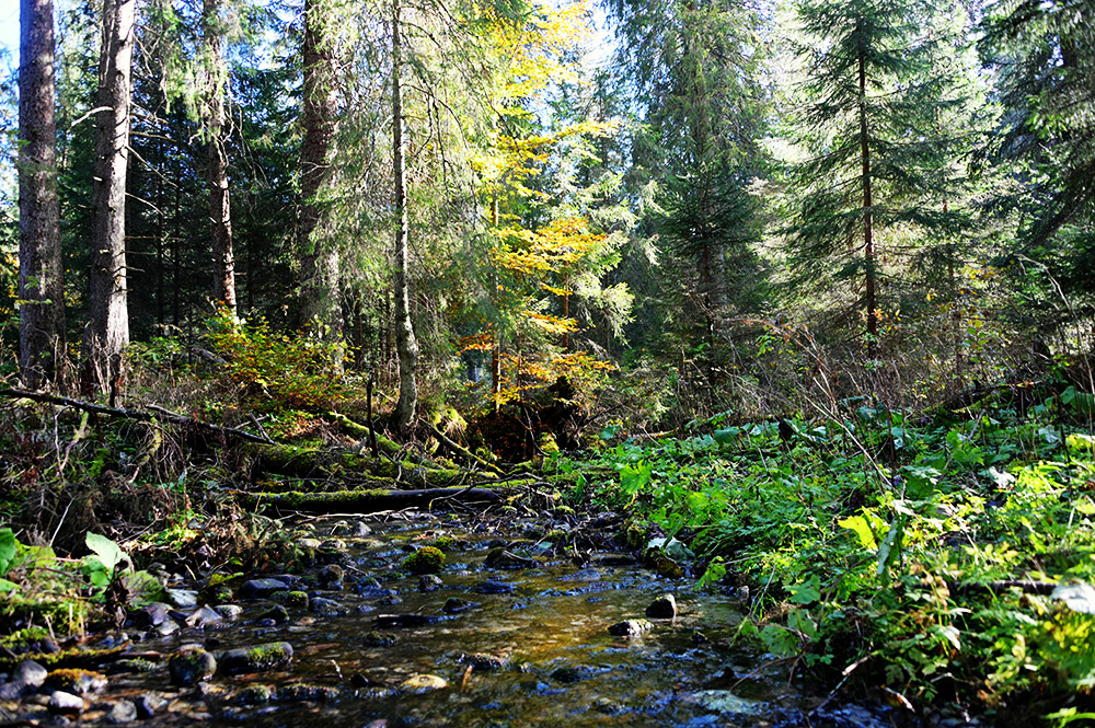 Forest trail in the Tatra Mountains Poland