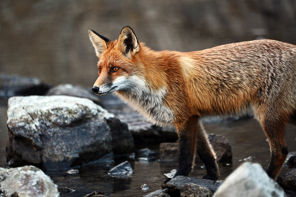 Fox in the Tatra Mountains Poland