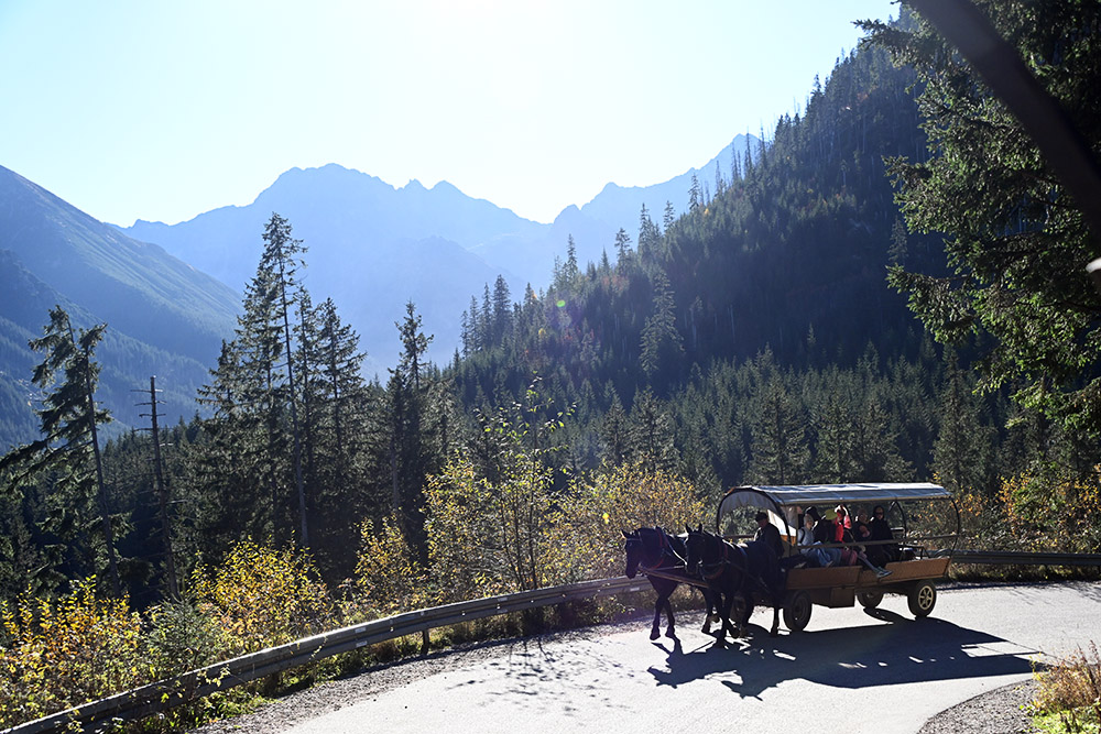 Horses in the Tatra Mountains Poland