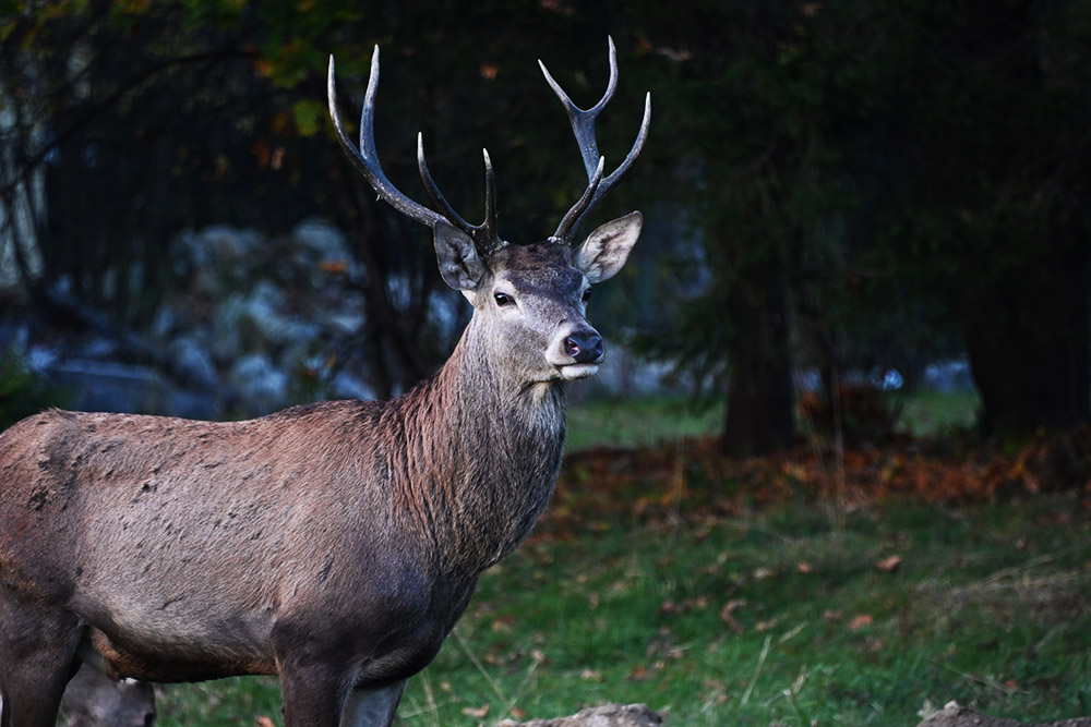 Deer near Zakopane Poland