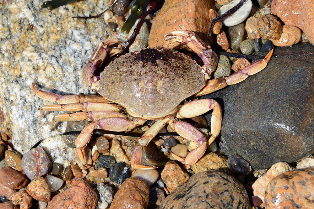 Dead Crab Rhode Island Block Island Crab