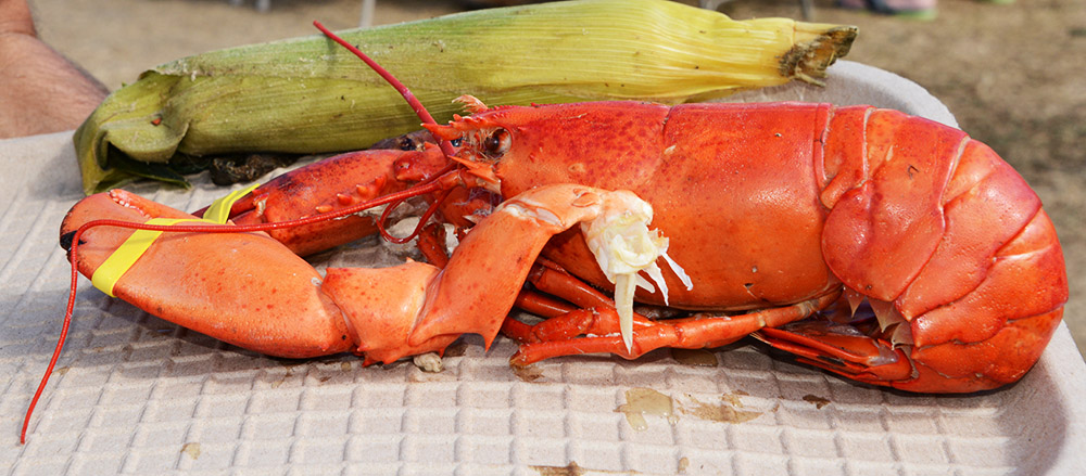 Lobster Rhode Island Block Island Lobster