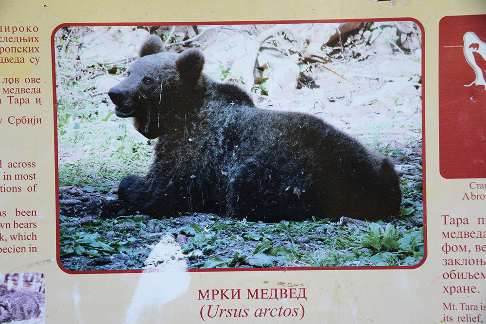 Brown Bear Serbia Brown Bear Information Sign