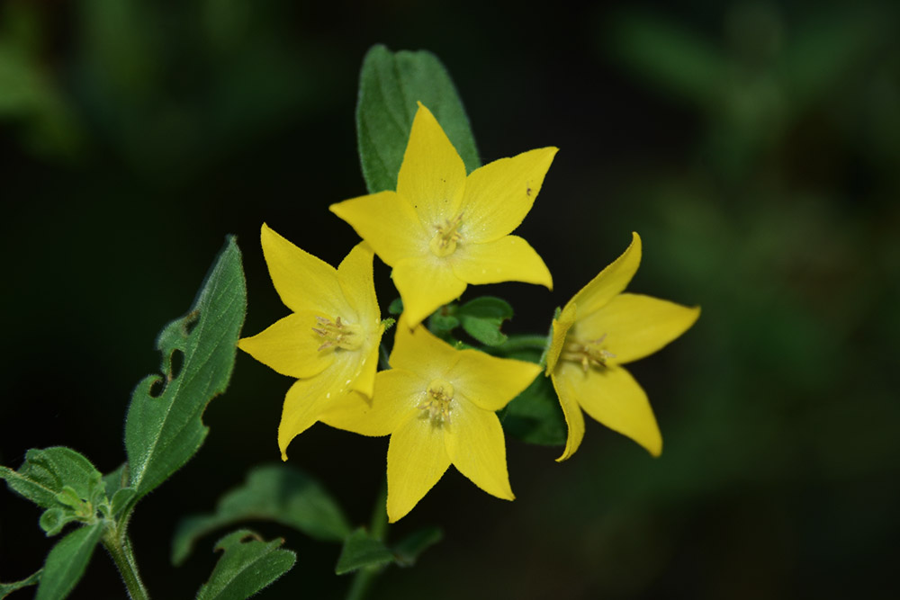 Flowers Serbia Yellow Flowers