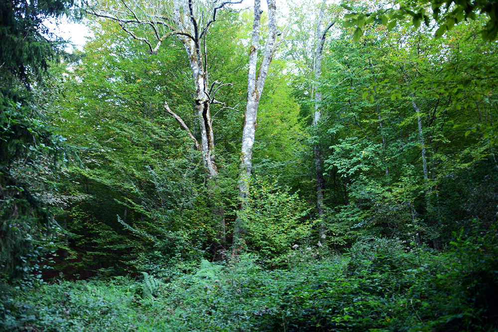 Forest Grove Serbia Tara Grove