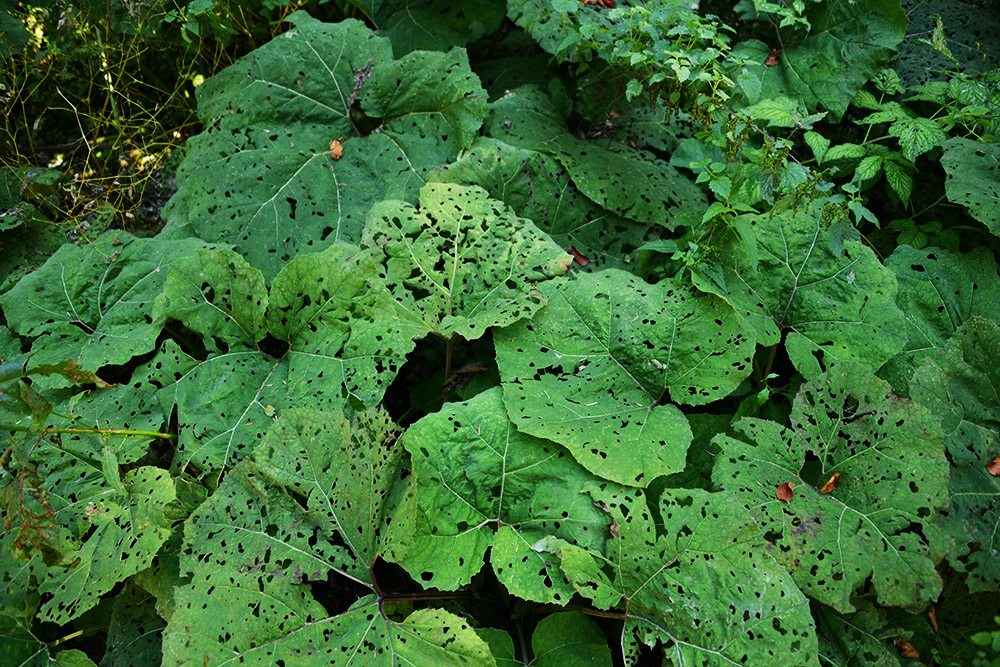 Giant Leaves Tara Serbia Giant Leaves