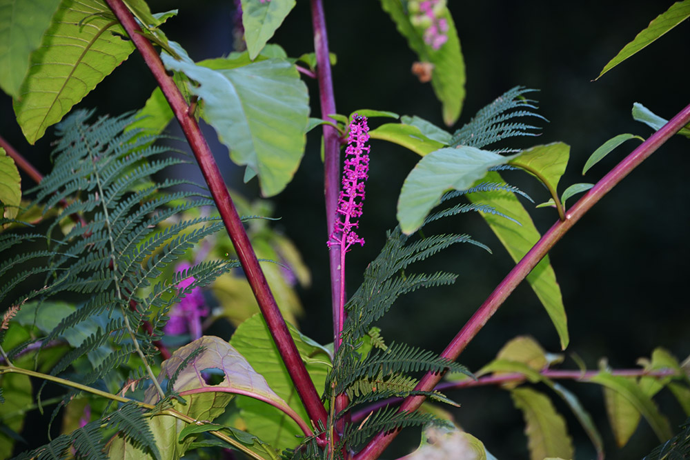 Pokeberries Serbia Purple Berry Plant
