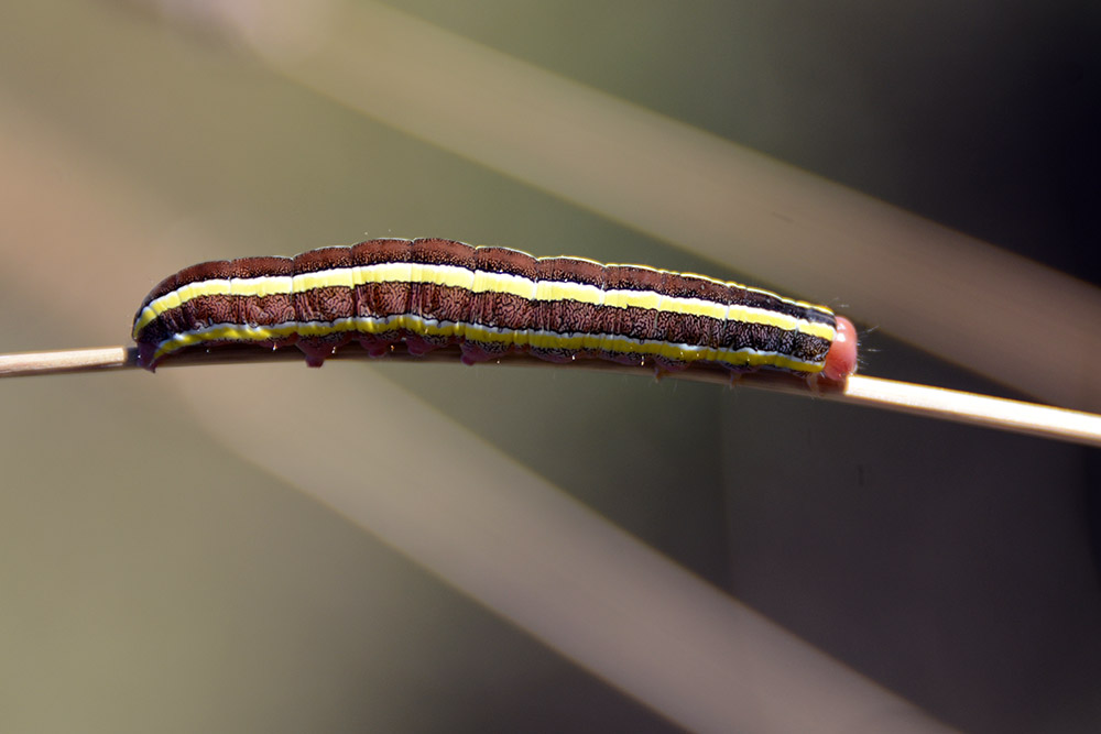 Serbia Caterpillar
