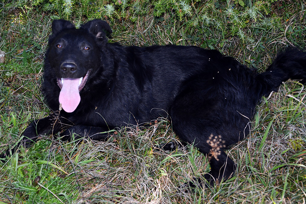 Serbia Dog