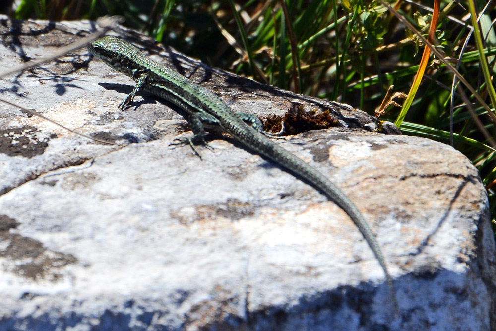 Serbia Lizard