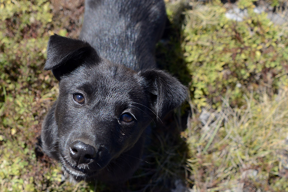 Serbia Puppy