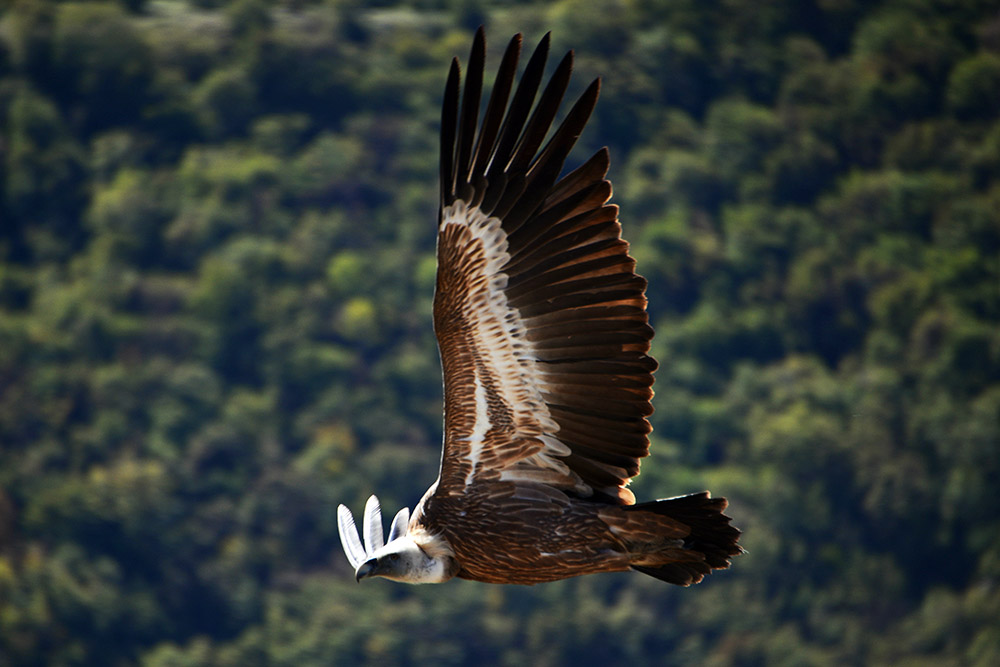 Griffon Vulture
