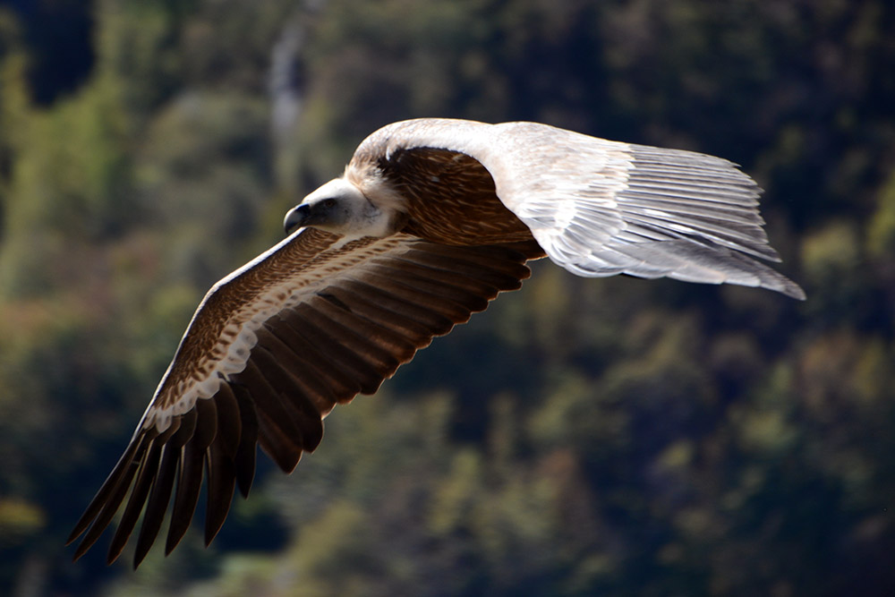 Griffon Vulture