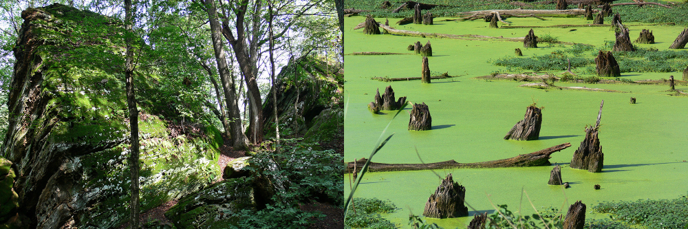 Shawnee National Forest in Southern Illinois