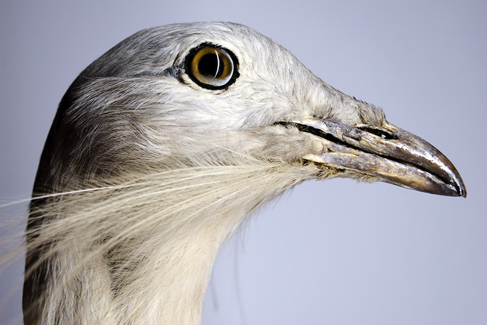 Bratislava Museum Bird