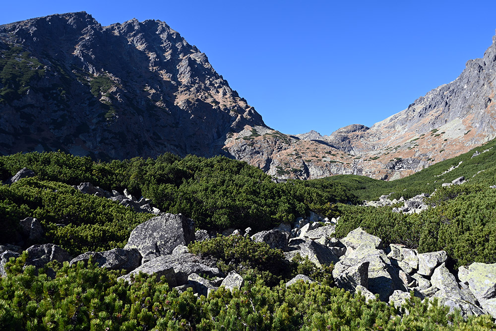 Evergreen vegetation among the rocks in Slovakia's High Tatras