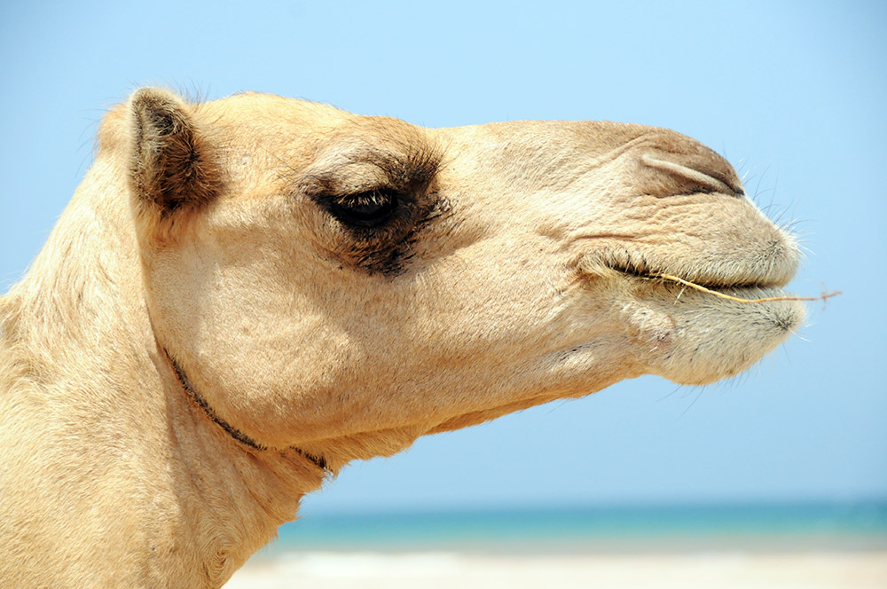 Camel walking along the beach near Berbera, Somaliland