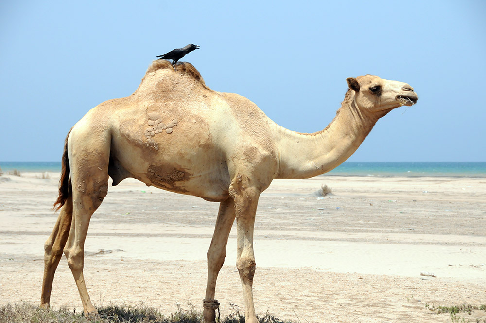 Camel beside the Gulf of Aden near Berbera, Somaliland