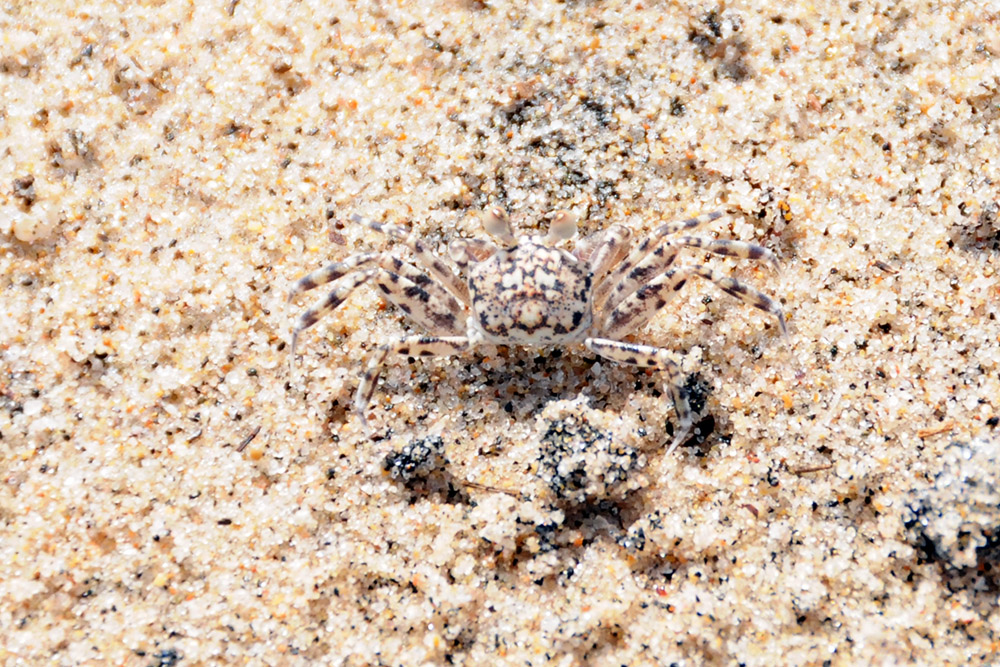 Camouflaged crab on the coast near Berbera, Somaliland