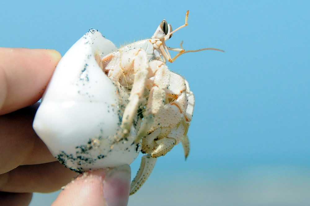 Hermit crab using a shell on the coast near Berbera, Somaliland