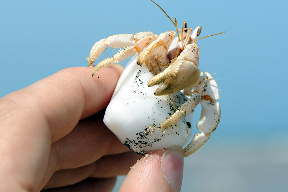 Hermit crab on the beach near Berbera, Somaliland