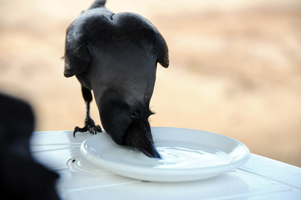 Crow or raven along the coast near Berbera, Somaliland