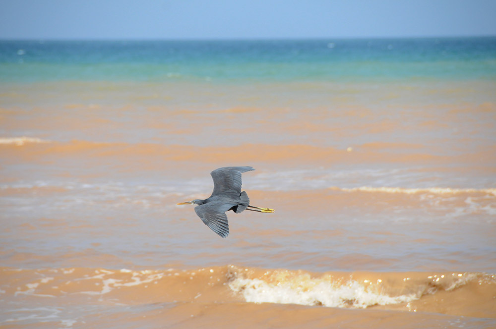 Large wading bird flying over the Berbera coastline in Somaliland