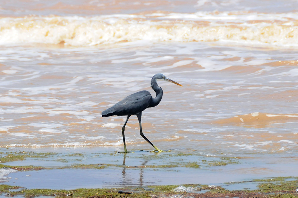 Large wading bird on the coast near Berbera, Somaliland