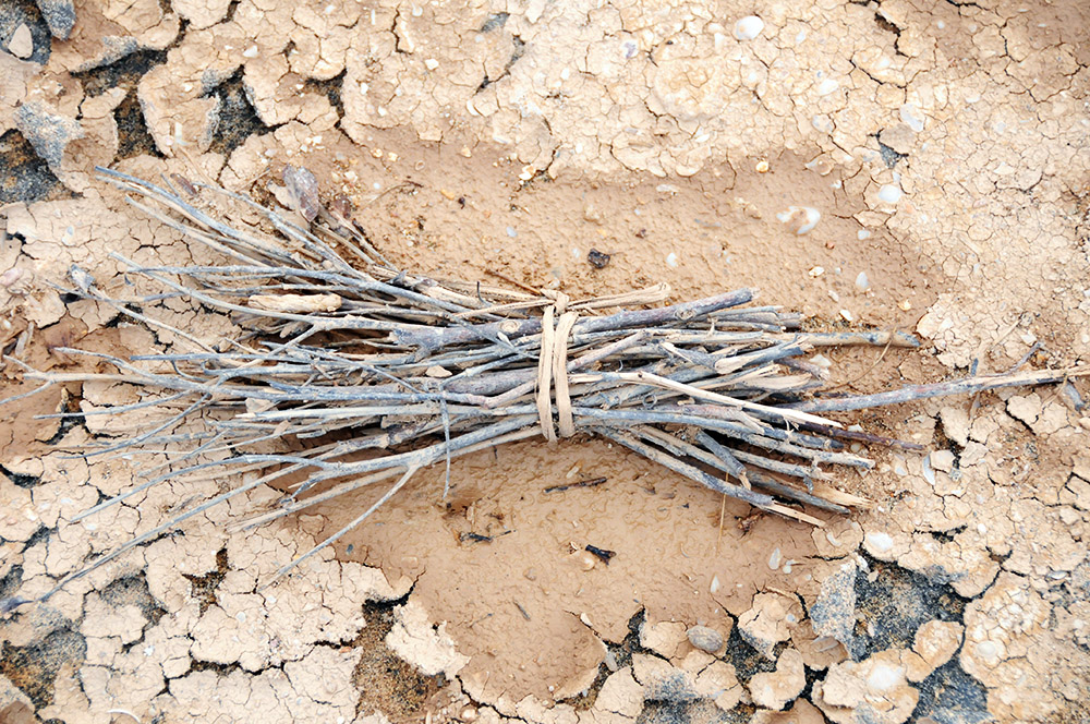 Discarded khat stems on the beach in Berbera, Somaliland
