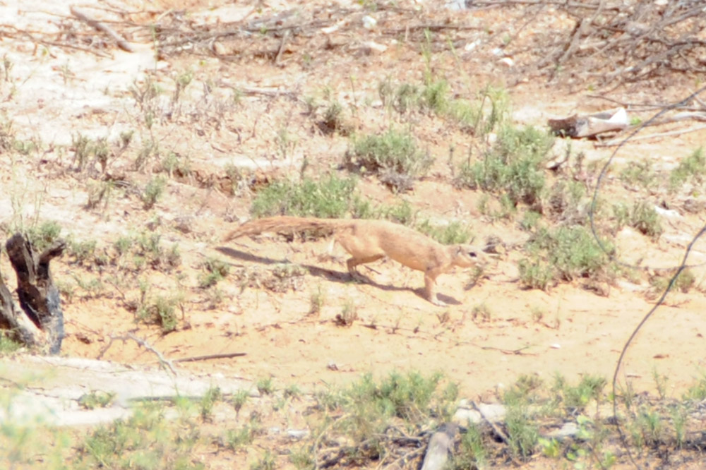 Mongoose near the coast at Berbera, Somaliland