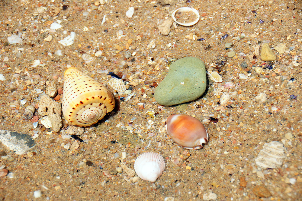 Colorful seashells on the beach near Berbera, Somaliland