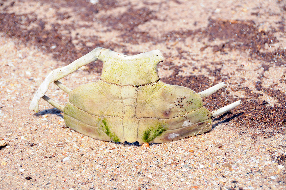 Remains of a sea turtle shell near Berbera, Somaliland