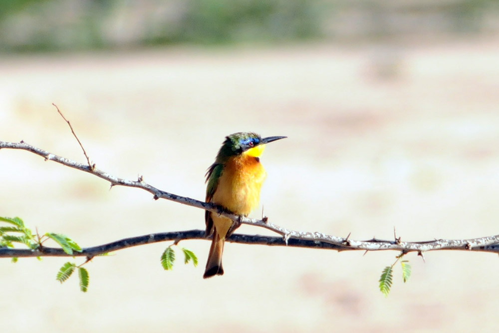 Little bee-eater in Somaliland