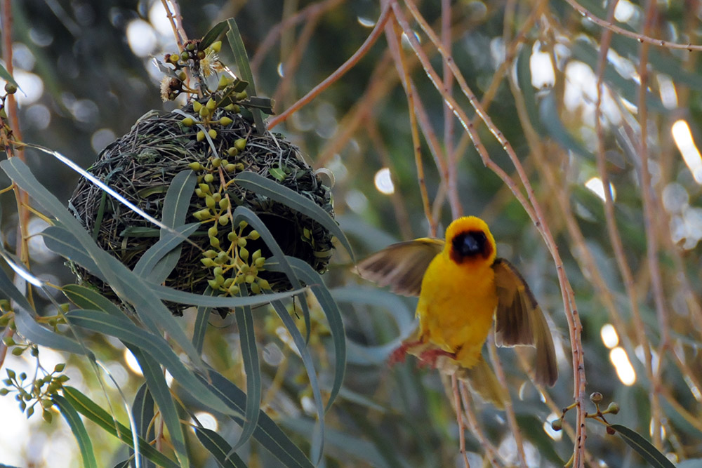 Colorful bird in Somaliland