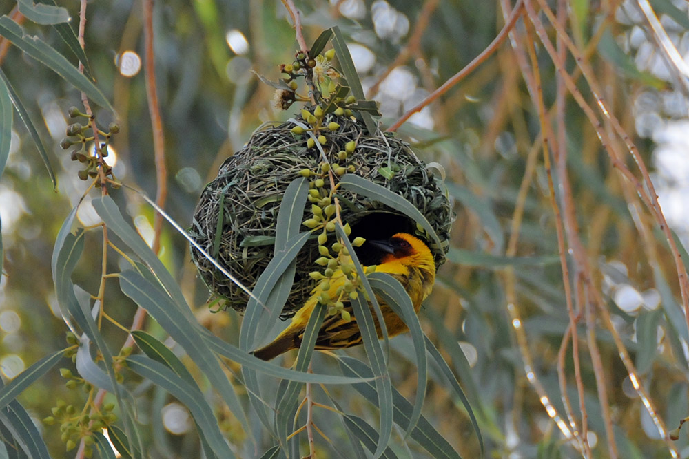 Bird nests in a tree in Somaliland