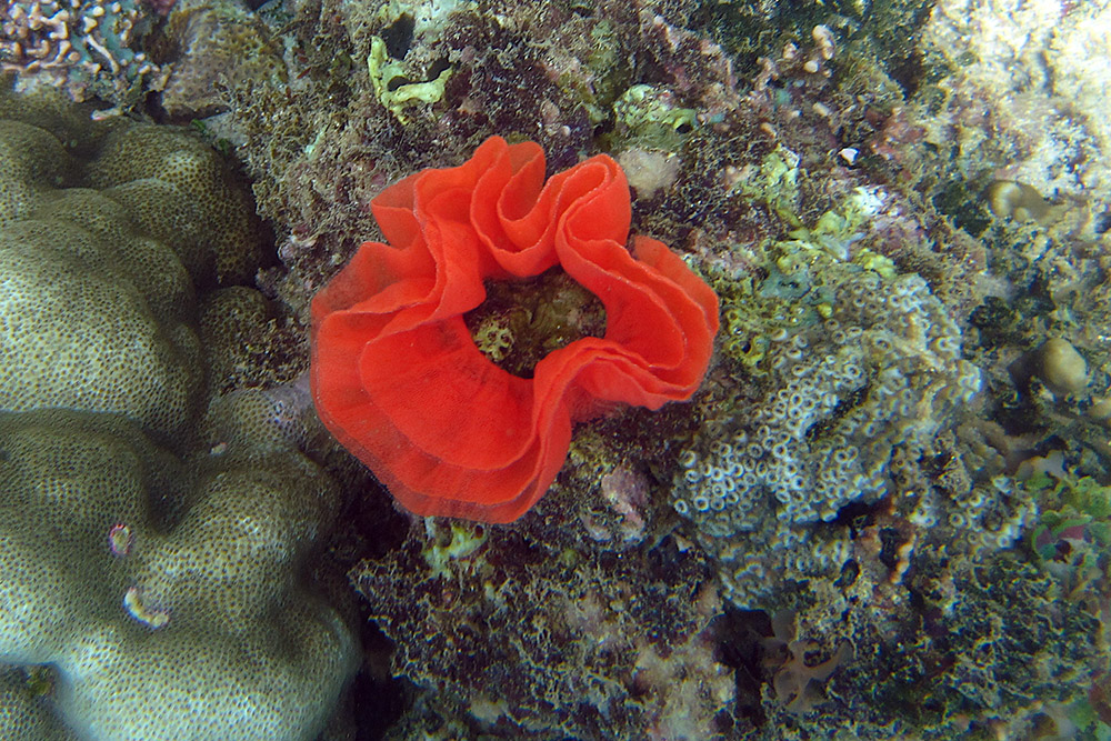 Unidentified marine organism photographed while diving near Berbera, Somaliland
