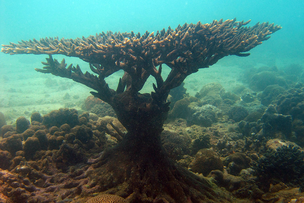 Branching coral photographed while diving near Berbera, Somaliland